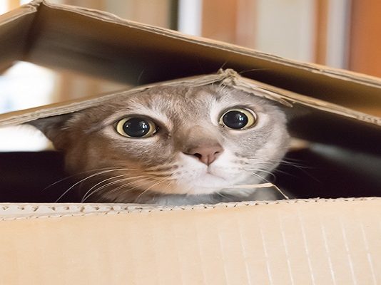 gatti scatole rettangoli