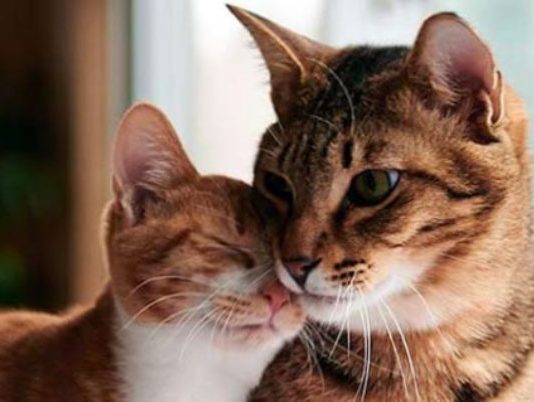 gatto maschio e femmina differenze e come riconoscerli