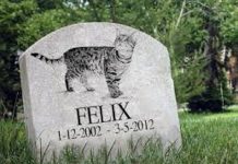 funerale gatto