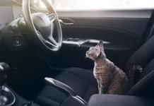 gatto estate viaggio auto