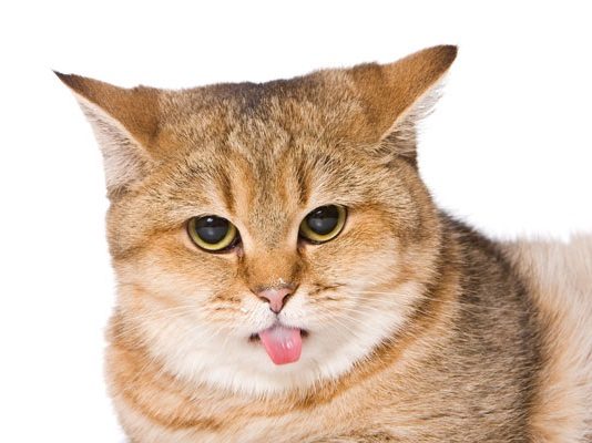 Gatto con lingua di fuori: perchè?