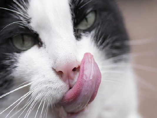 grooming lingua gatto