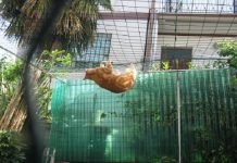 gatti in sicurezza recinto terrazzo e giardino