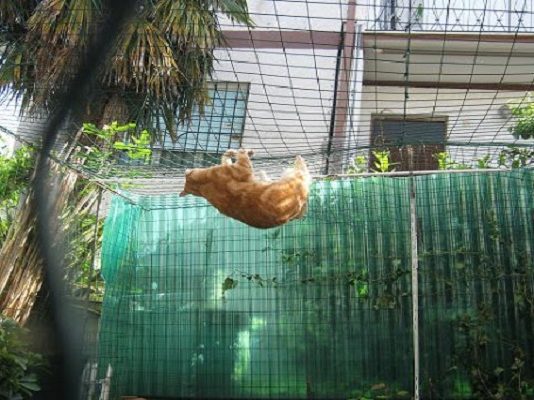 gatti in sicurezza recinto terrazzo e giardino