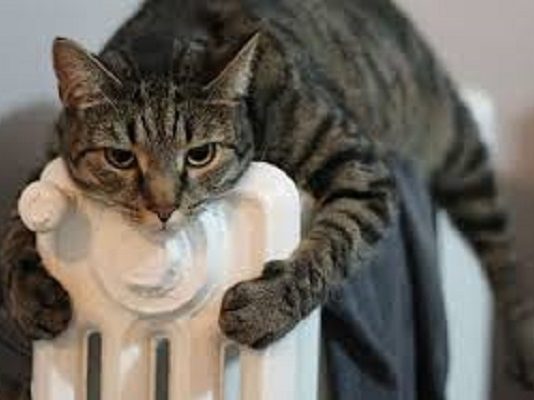 Accensione riscaldamento 2017, come curare i gatti in inverno