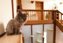 Come trasformare la casa a misura di gatto