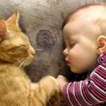 Gatti e neonati, addio asma e allergie respiratorie nell’infanzia