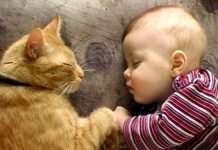 Gatti e neonati, addio asma e allergie respiratorie nell’infanzia