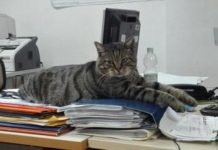 Romeo il gatto, la storia della mascotte dell’ospedale di Sanremo