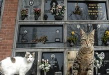 gatti morti sepolti tomba famiglia proposta Aidaa come e quanto costa seppellire gatto dopo morte