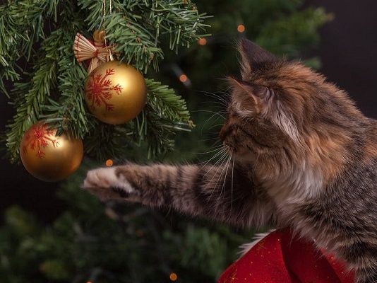 Natale a prova di gatto, regole di sicurezza