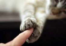 Gatti mancini, anche i felini hanno la zampa dominante
