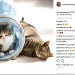 PetScene, nuovo Facebook per gatti e altri pet