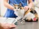 Medicine al gatto, come dargliele senza stressarlo