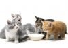 5 alimenti proibiti per il gatto