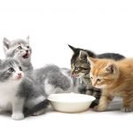 5 alimenti proibiti per il gatto