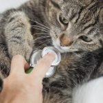 Come curare la dissenteria nel gatto