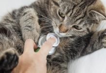 Come curare la dissenteria nel gatto