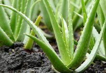 Forever Aloe: tutti i benefici di questa straordinaria pianta