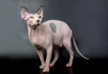 Sphynx (Gatto Nudo Canadese): carattere e prezzo