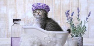 Come lavare un gatto