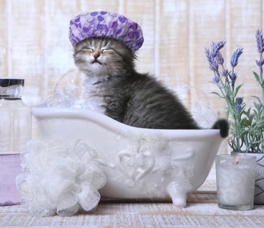 Come lavare un gatto