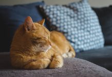 gatto rosso
