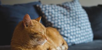 gatto rosso