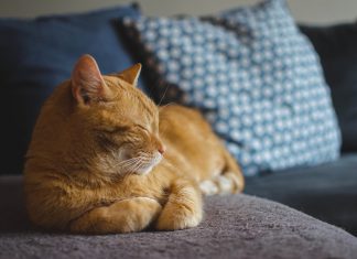 gatto rosso