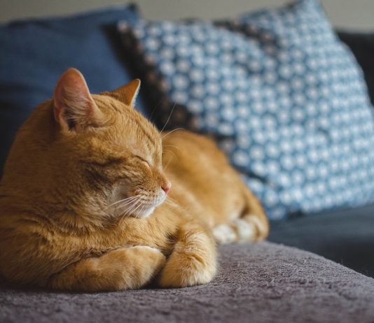 gatto rosso